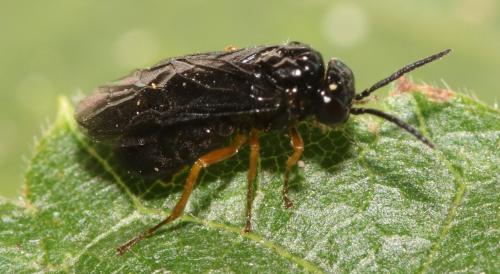 Dulophanes morio